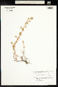 Hypericum perforatum image