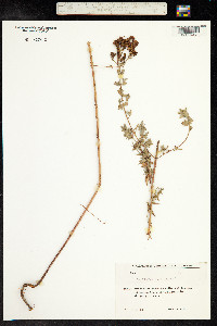 Hypericum perforatum image