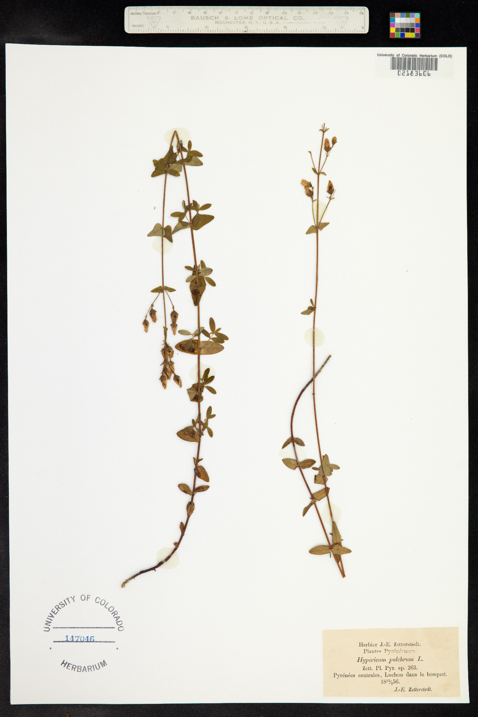 Hypericum pulchrum image
