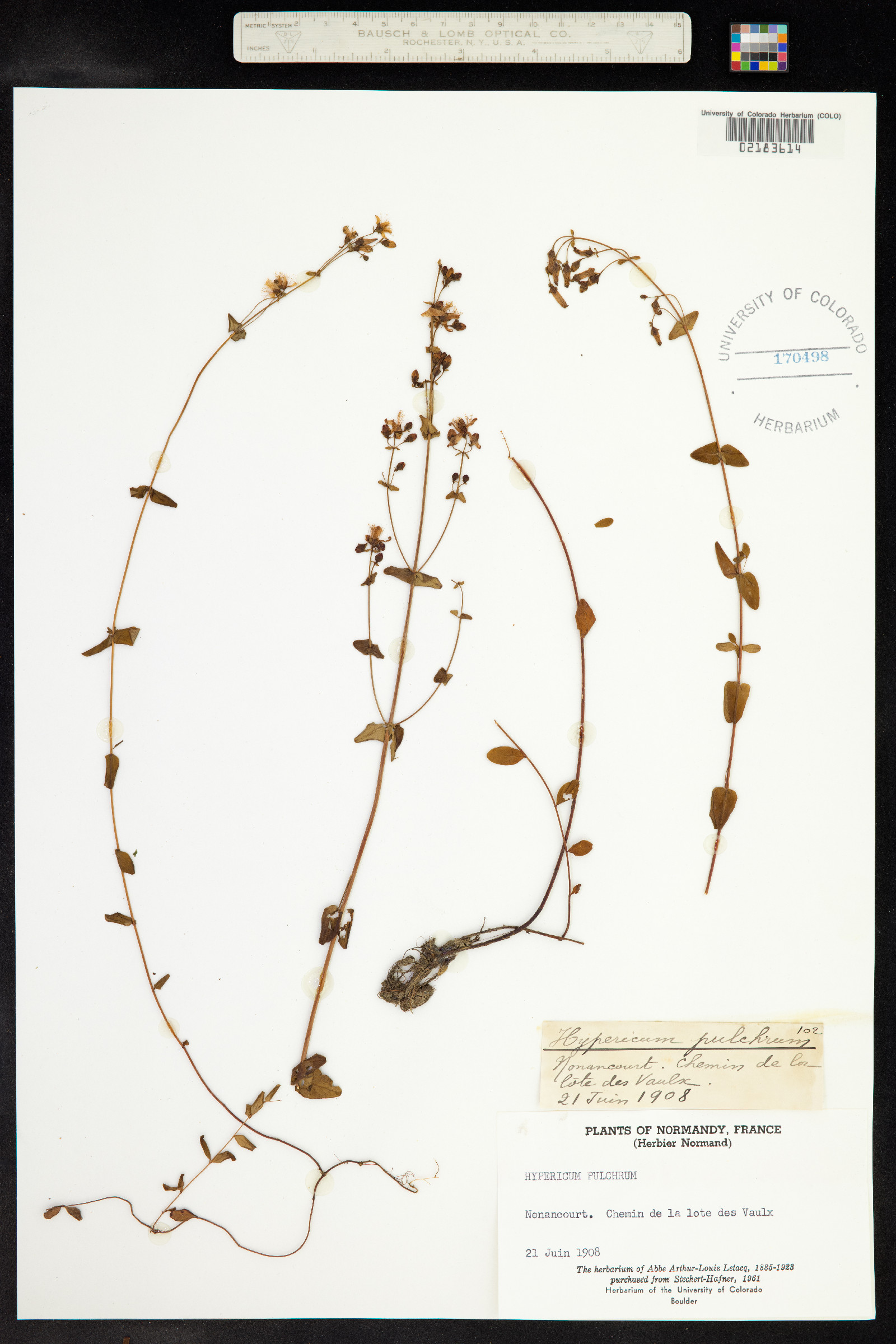 Hypericum pulchrum image