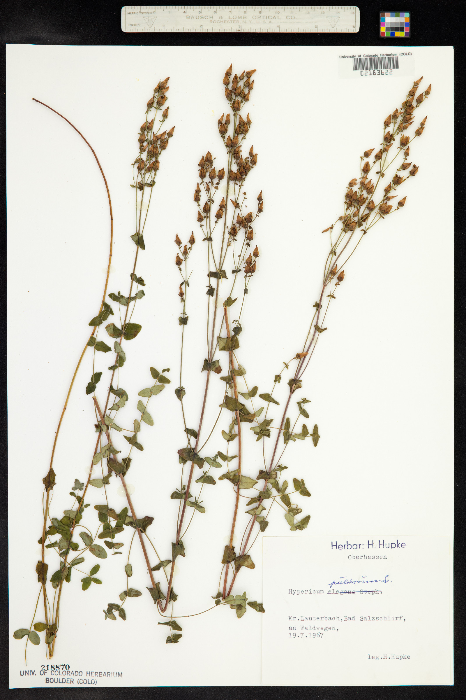Hypericum pulchrum image