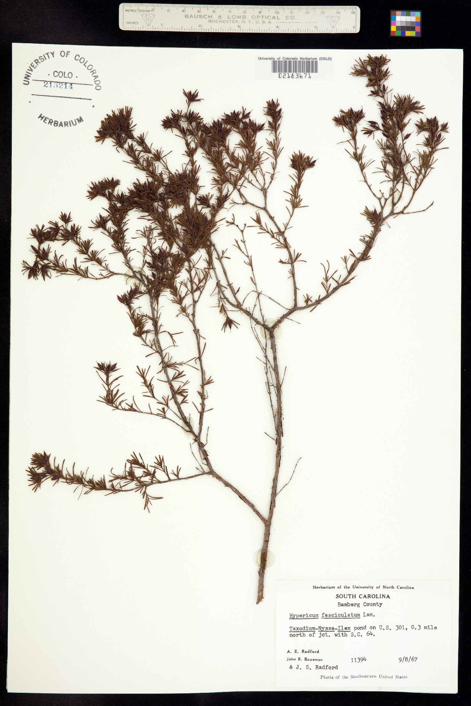 Hypericum galioides image