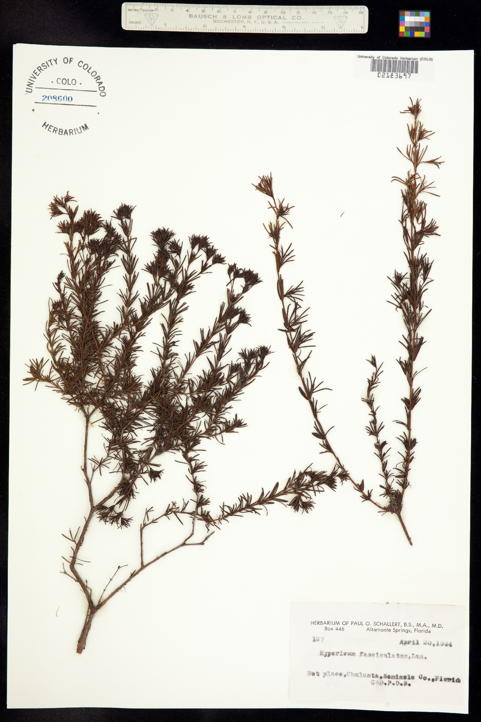 Hypericum galioides image