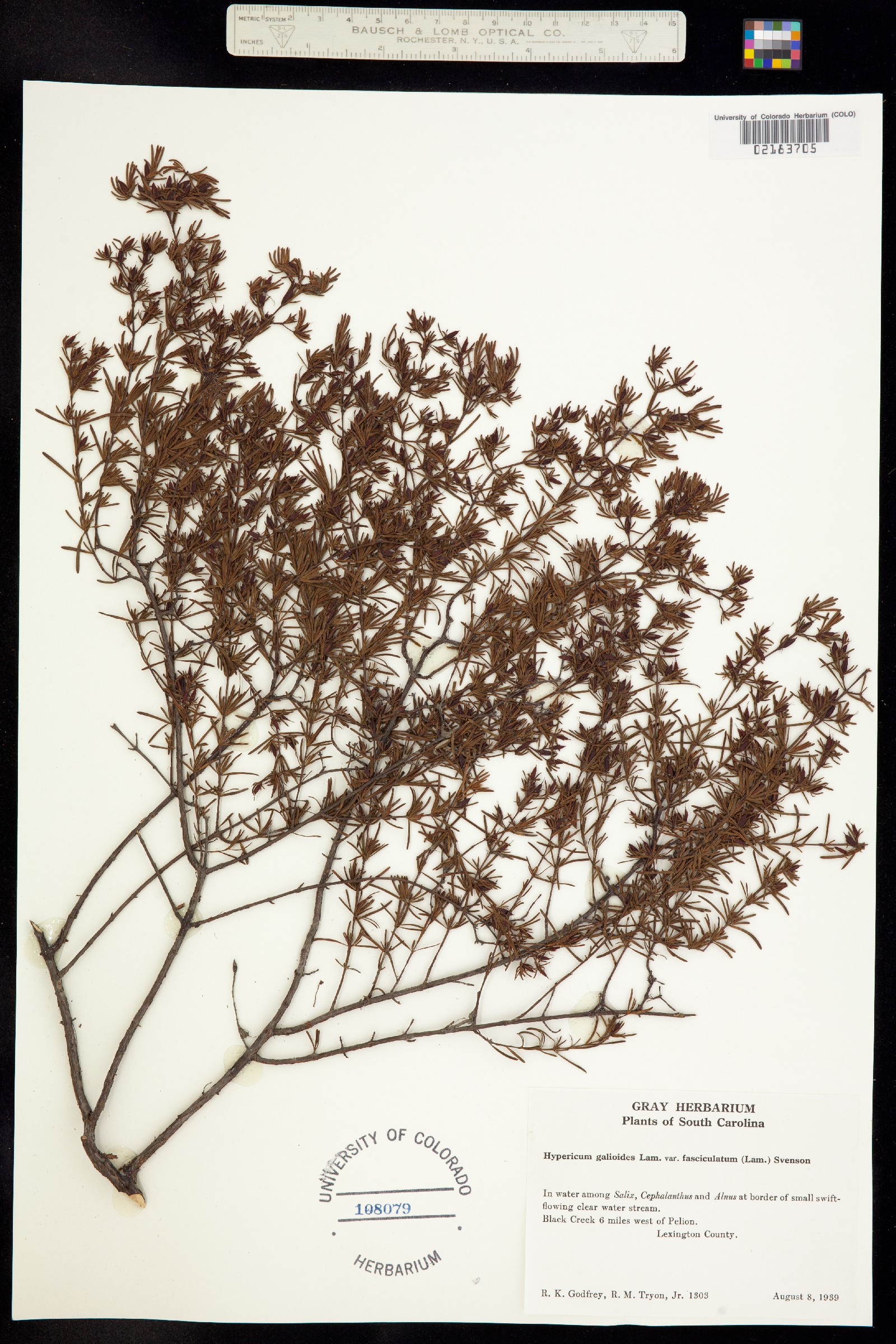 Hypericum galioides image