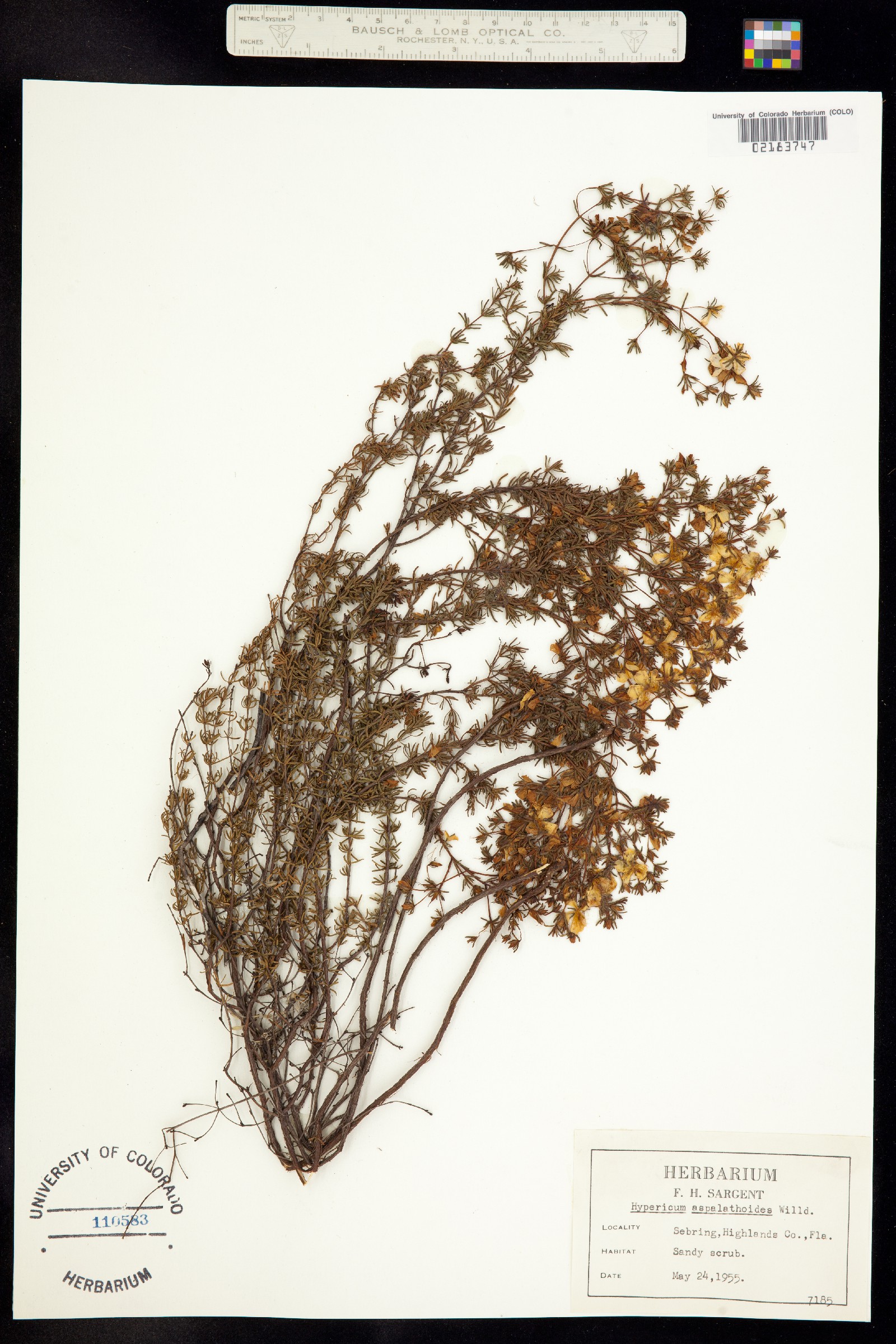Hypericum galioides image