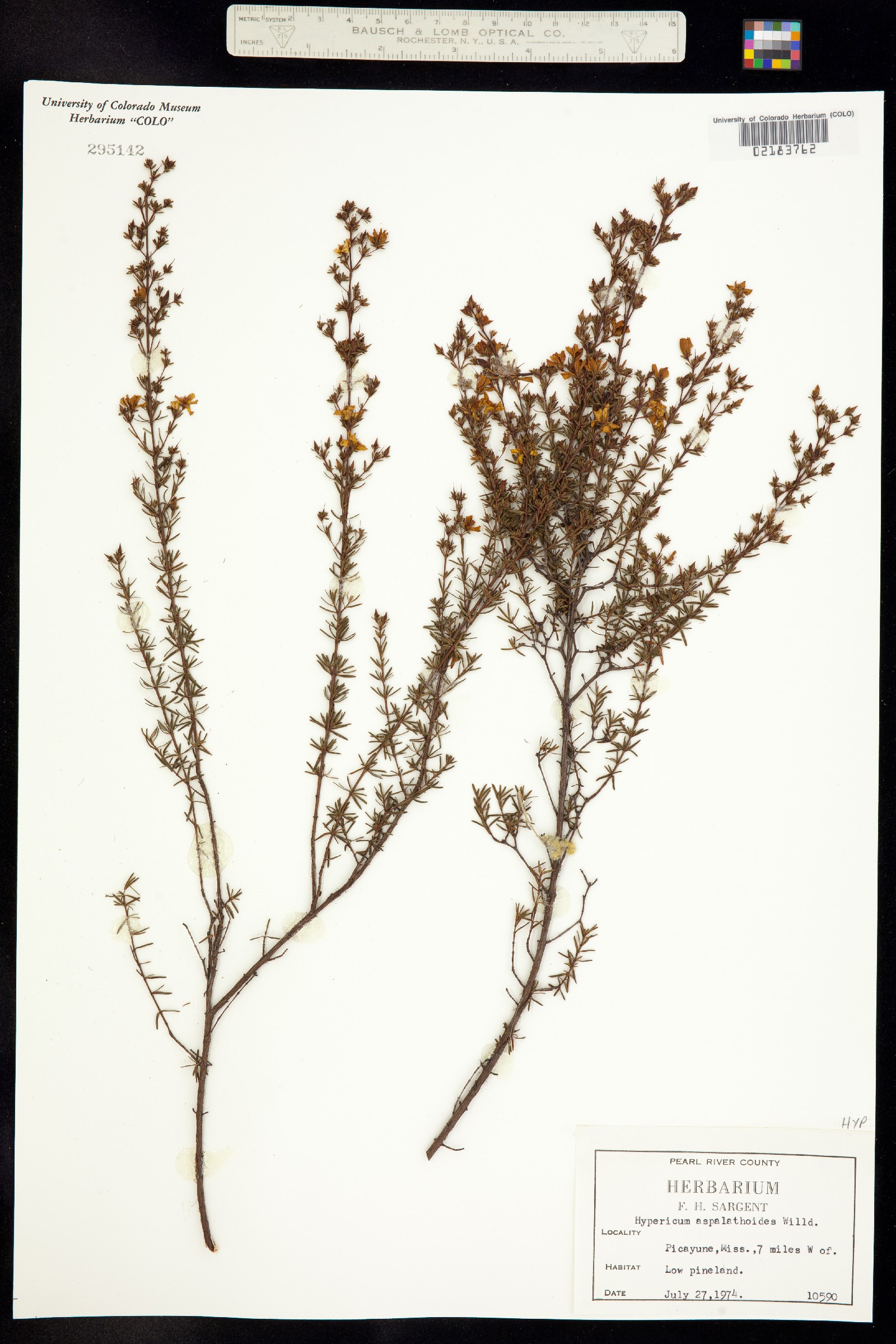 Hypericum galioides image
