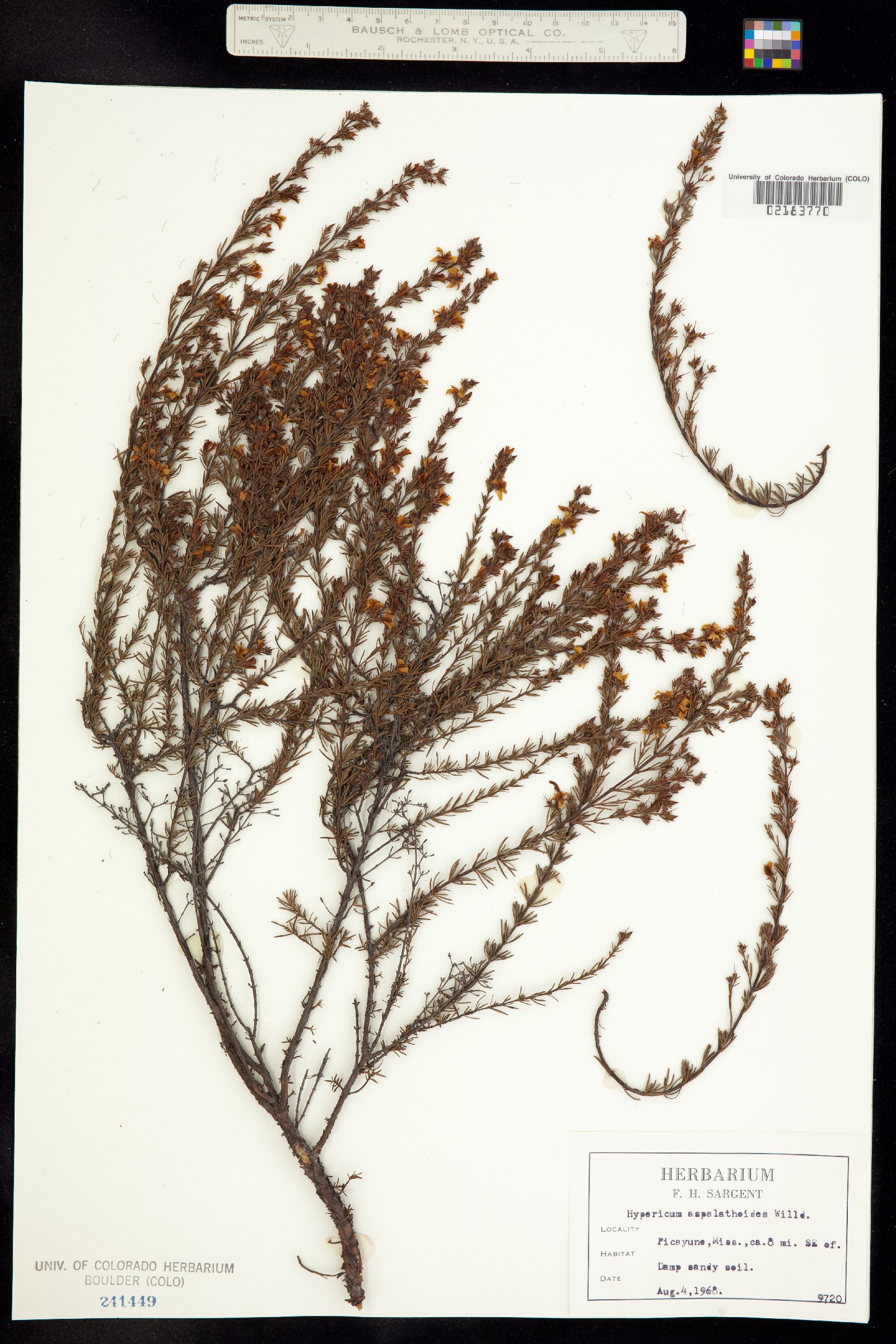 Hypericum galioides image