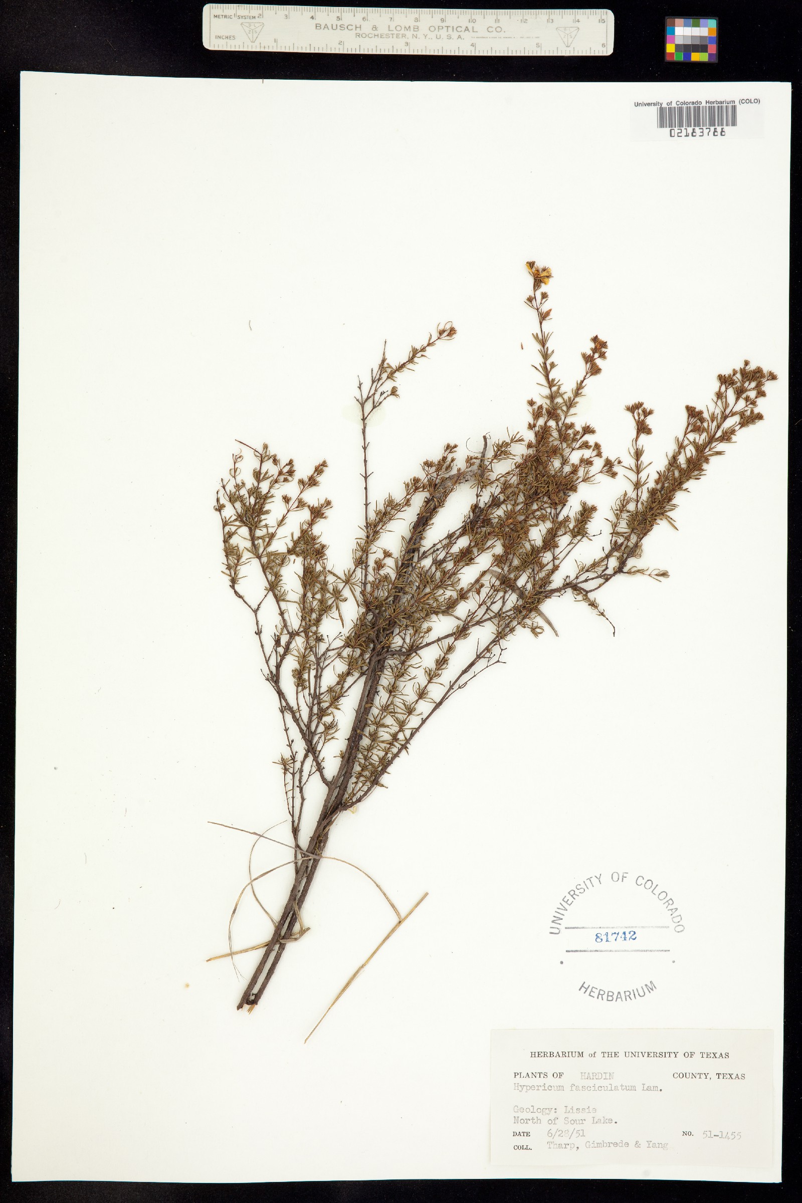 Hypericum galioides image