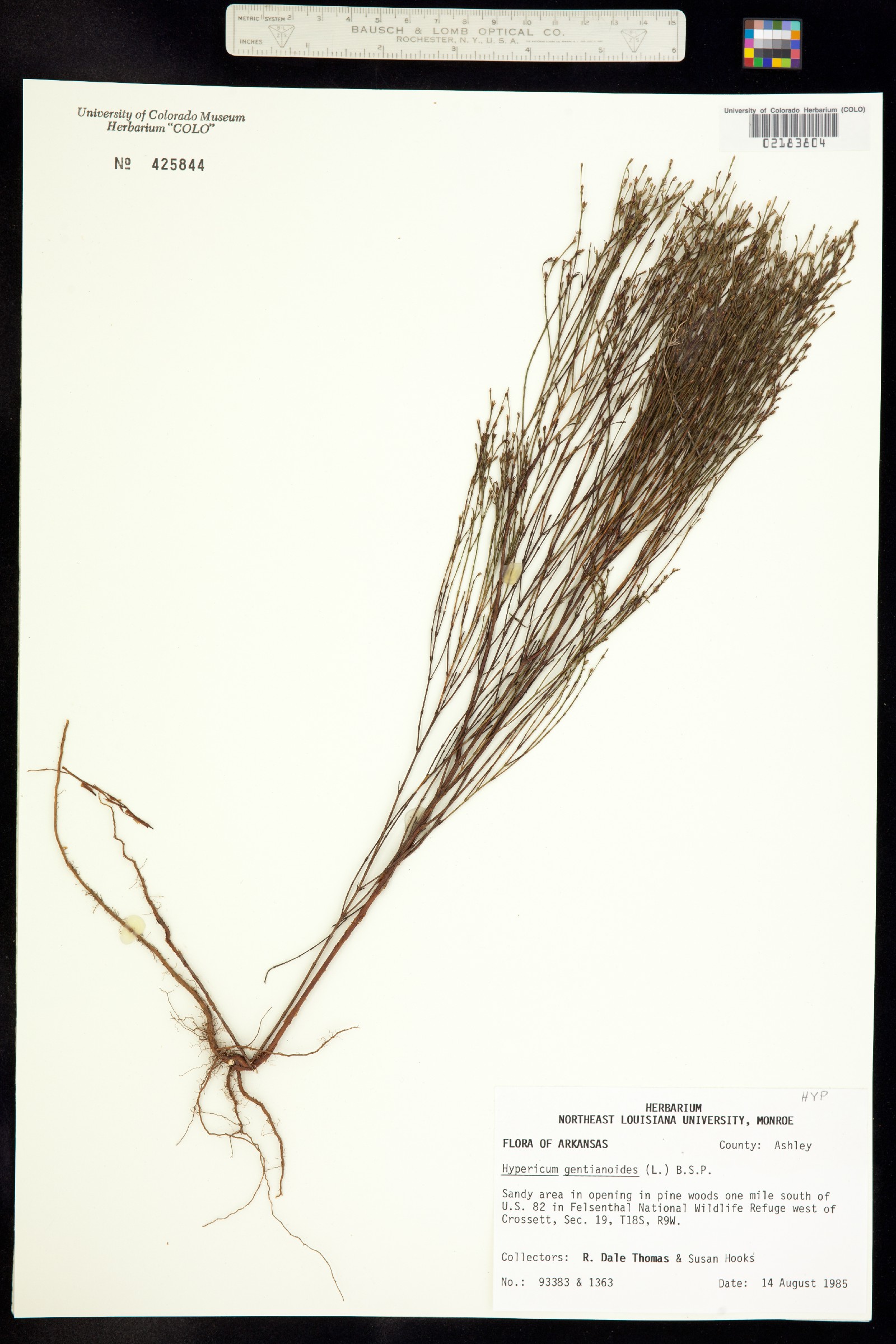 Hypericaceae image