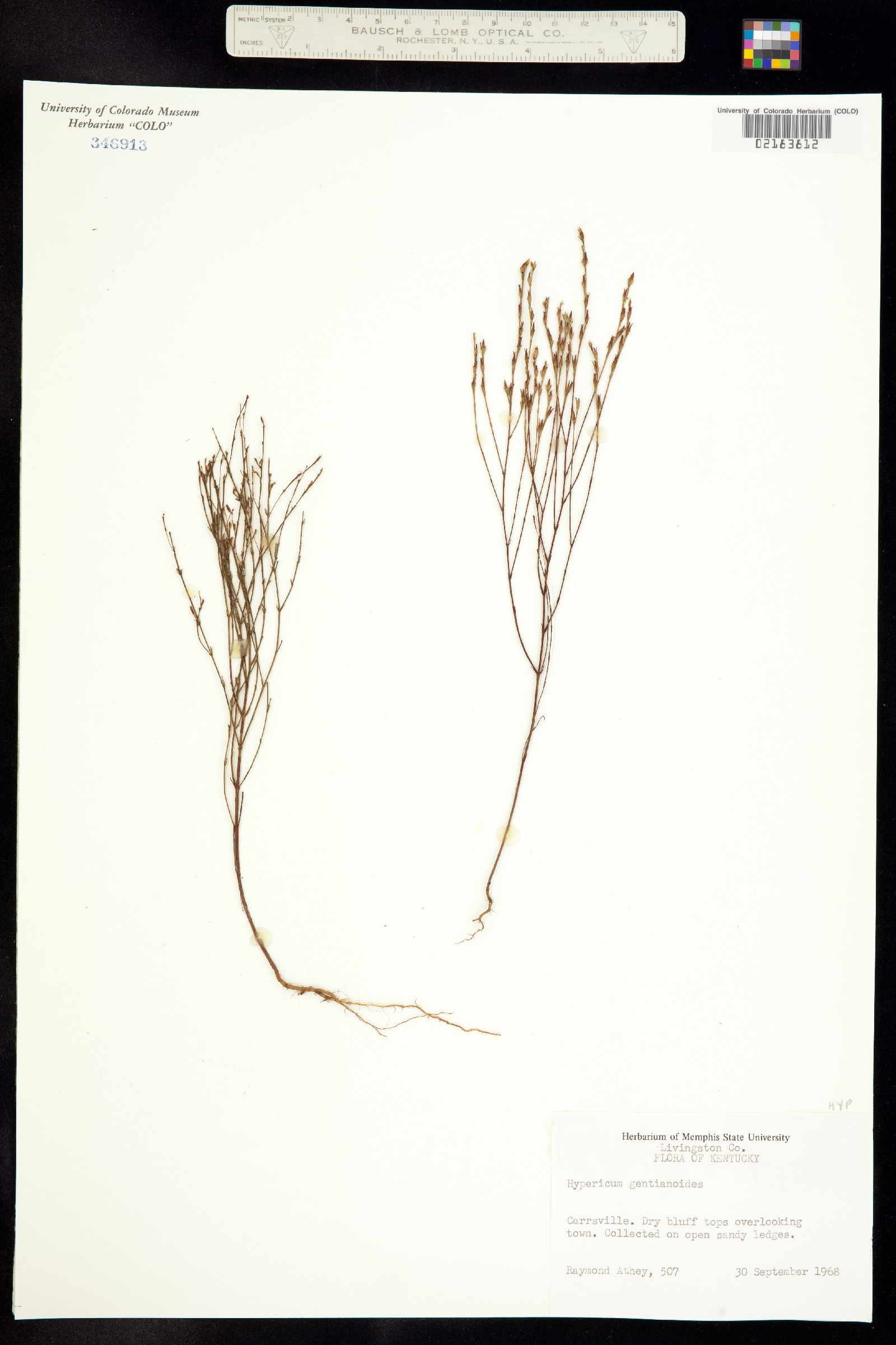 Hypericum gentianoides image
