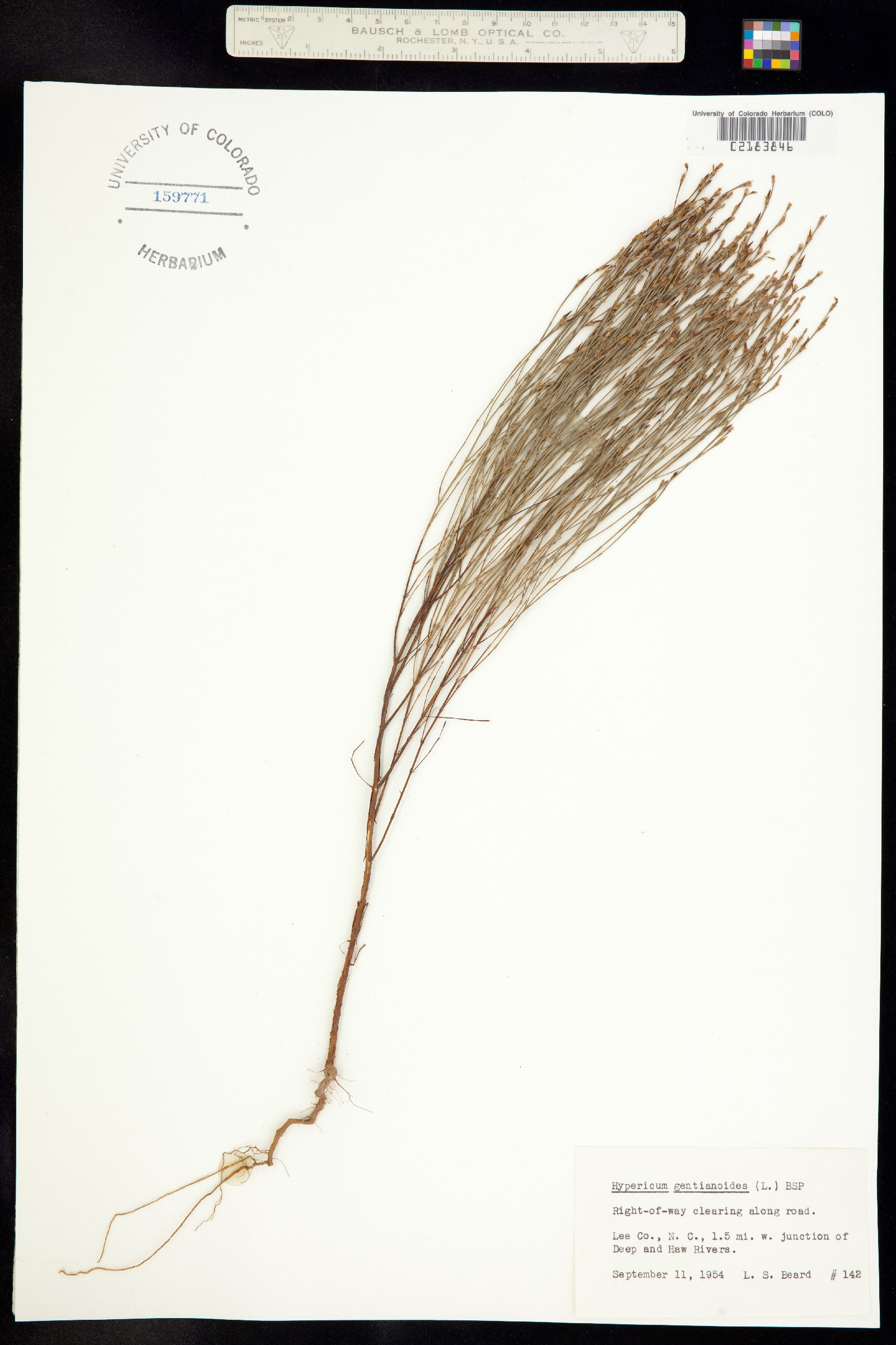 Hypericum gentianoides image