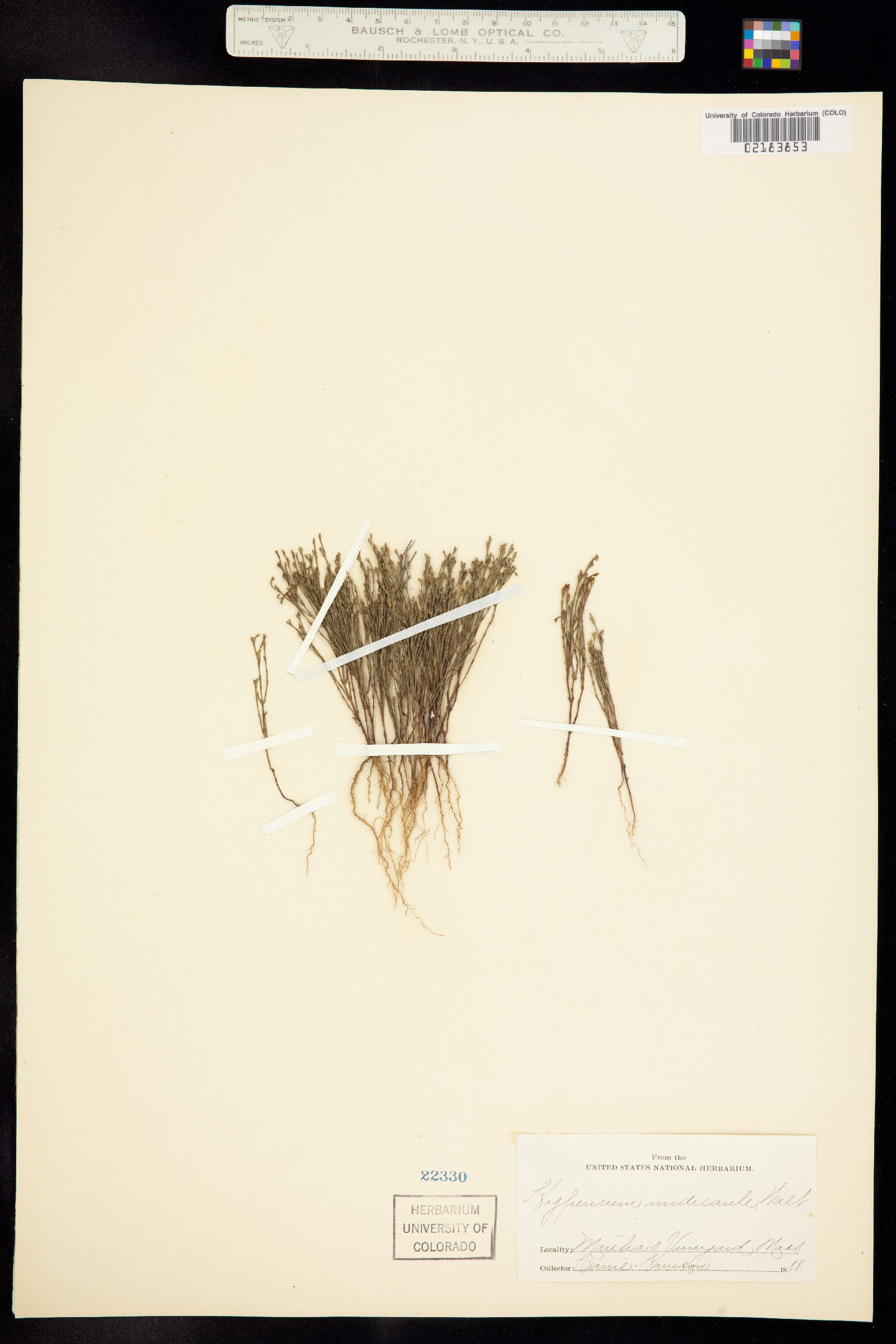 Hypericum gentianoides image