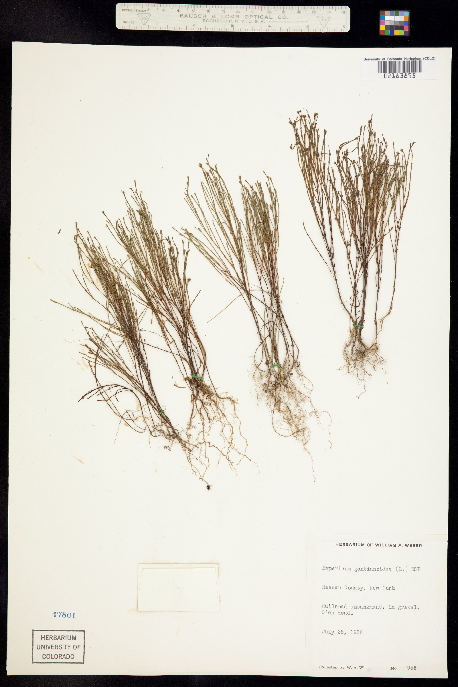 Hypericum gentianoides image