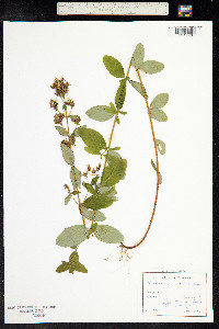 Hypericum hirsutum image