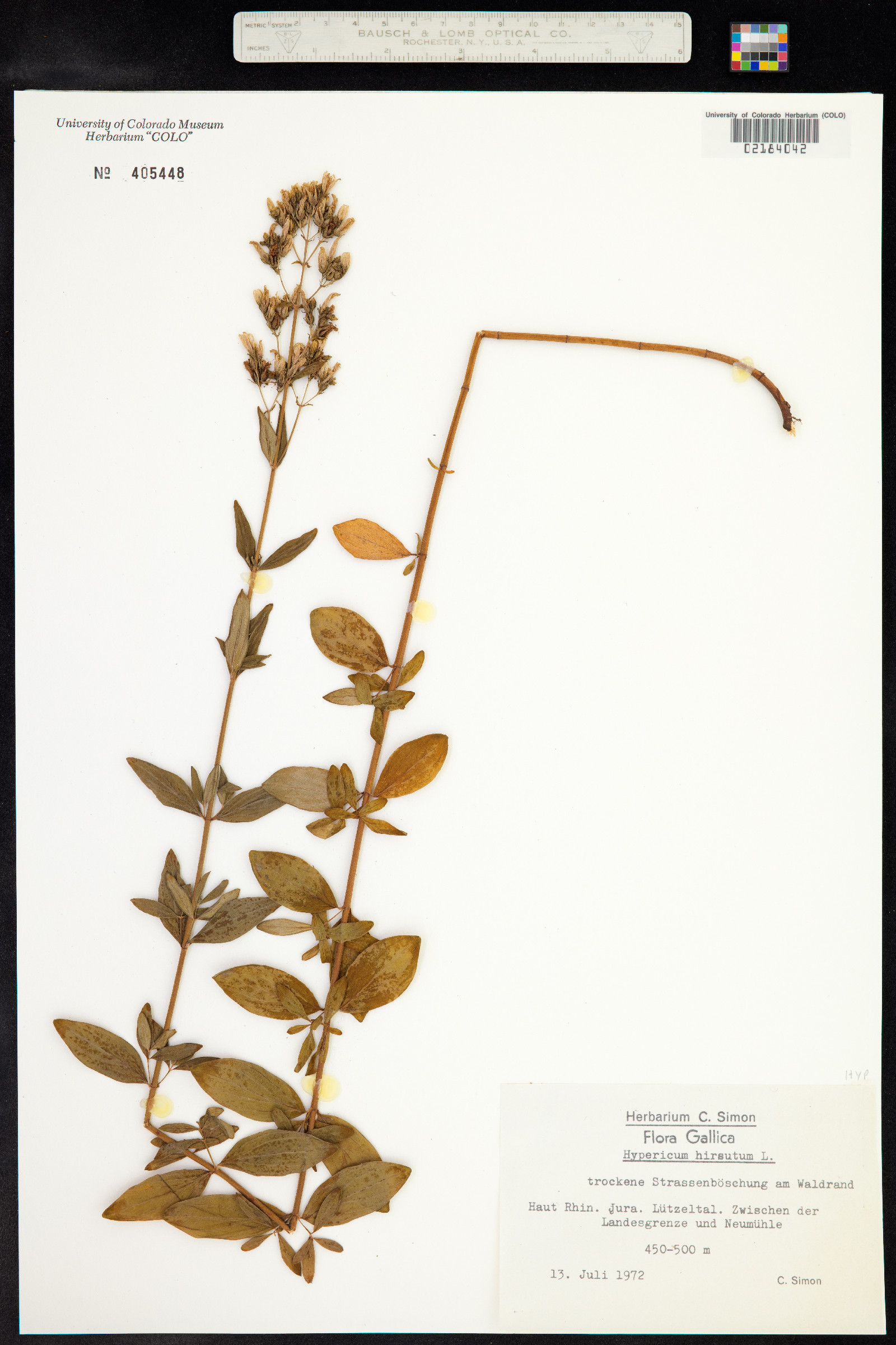 Hypericum hirsutum image
