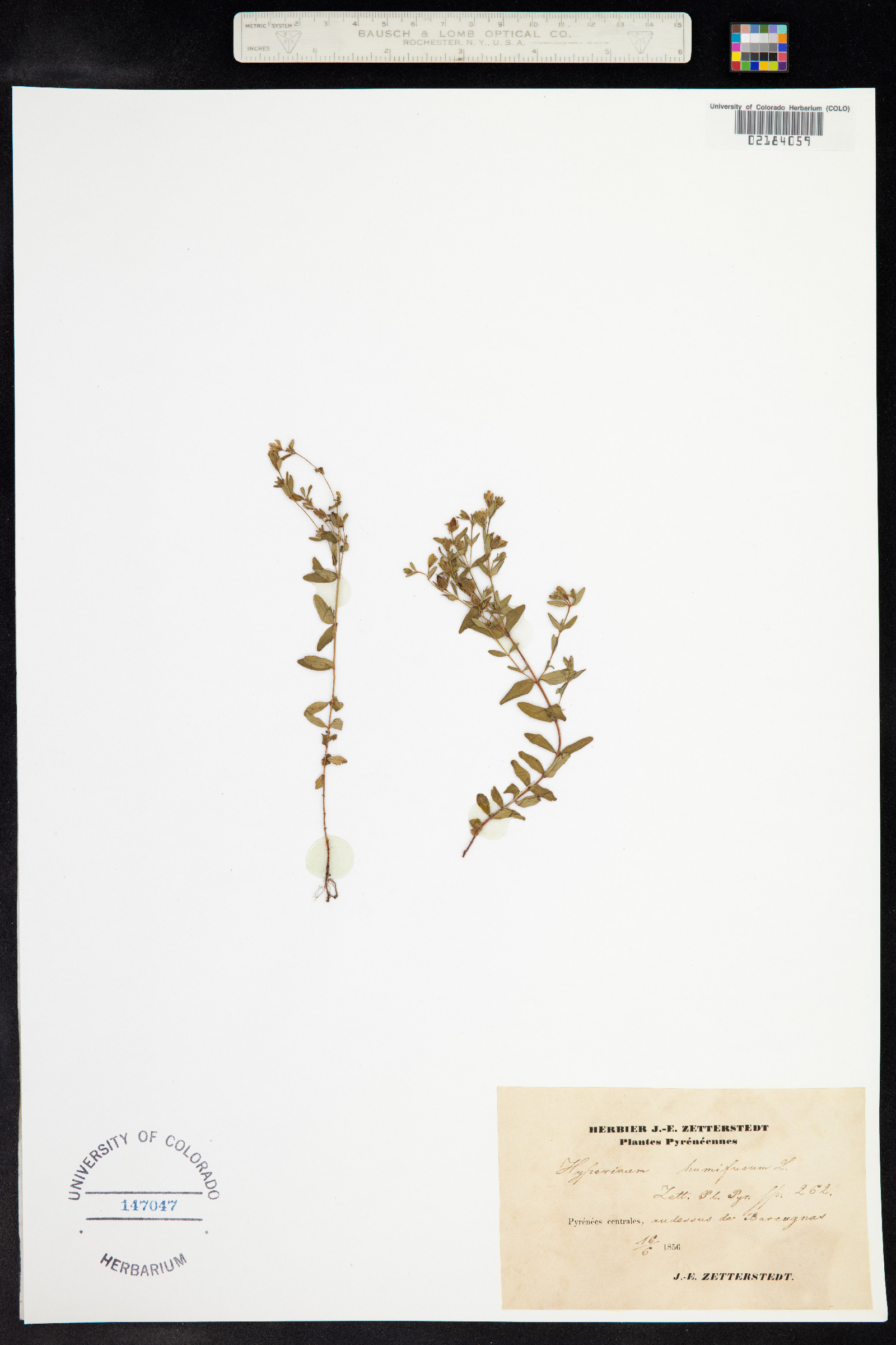 Hypericum humifusum image