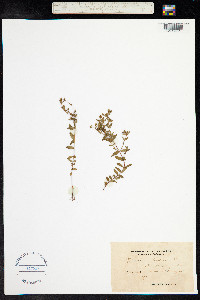 Hypericum humifusum image