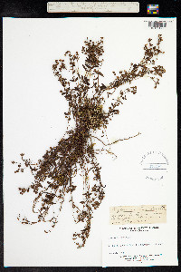 Hypericum humifusum image