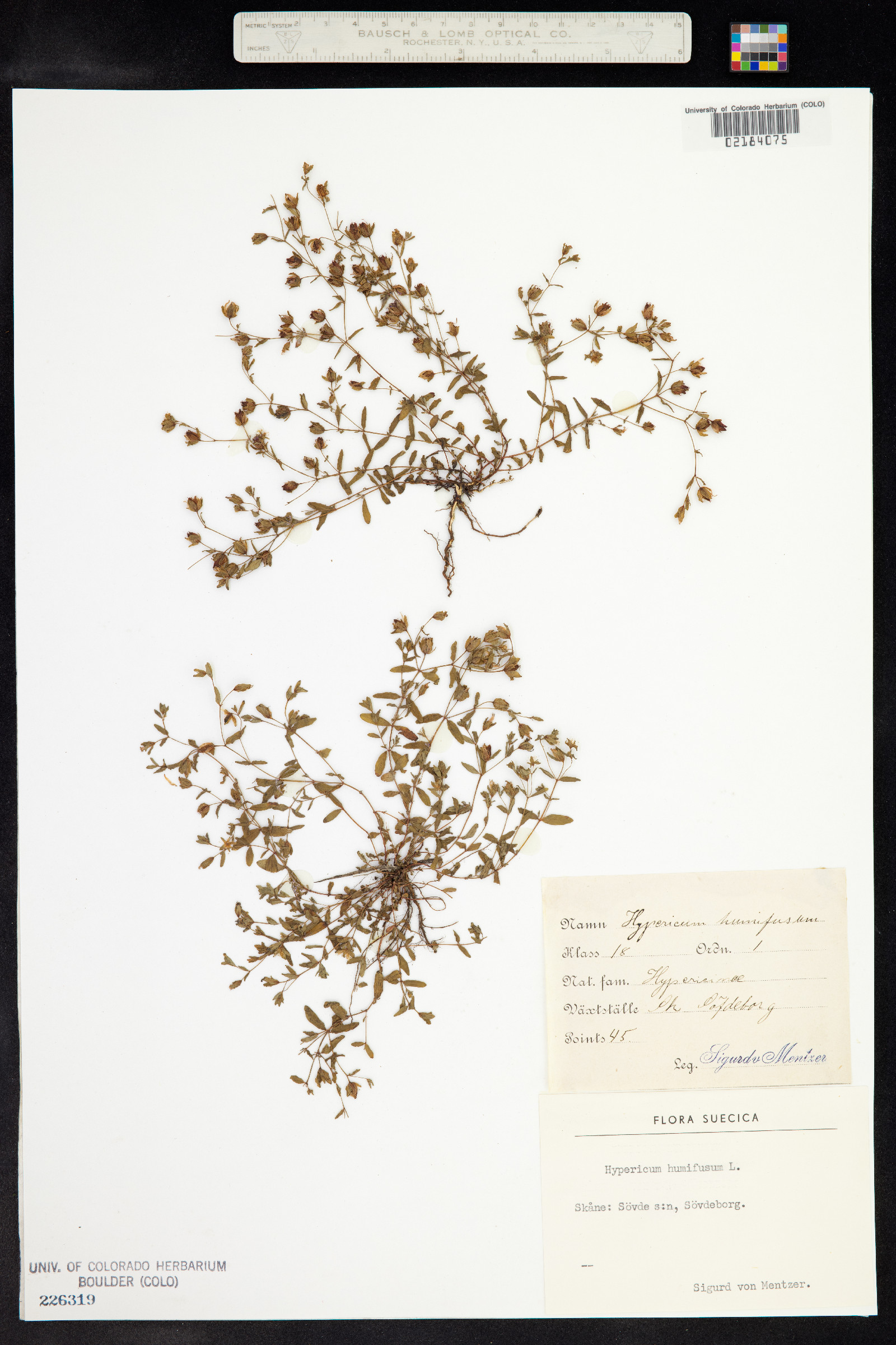 Hypericum humifusum image