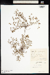 Hypericum humifusum image