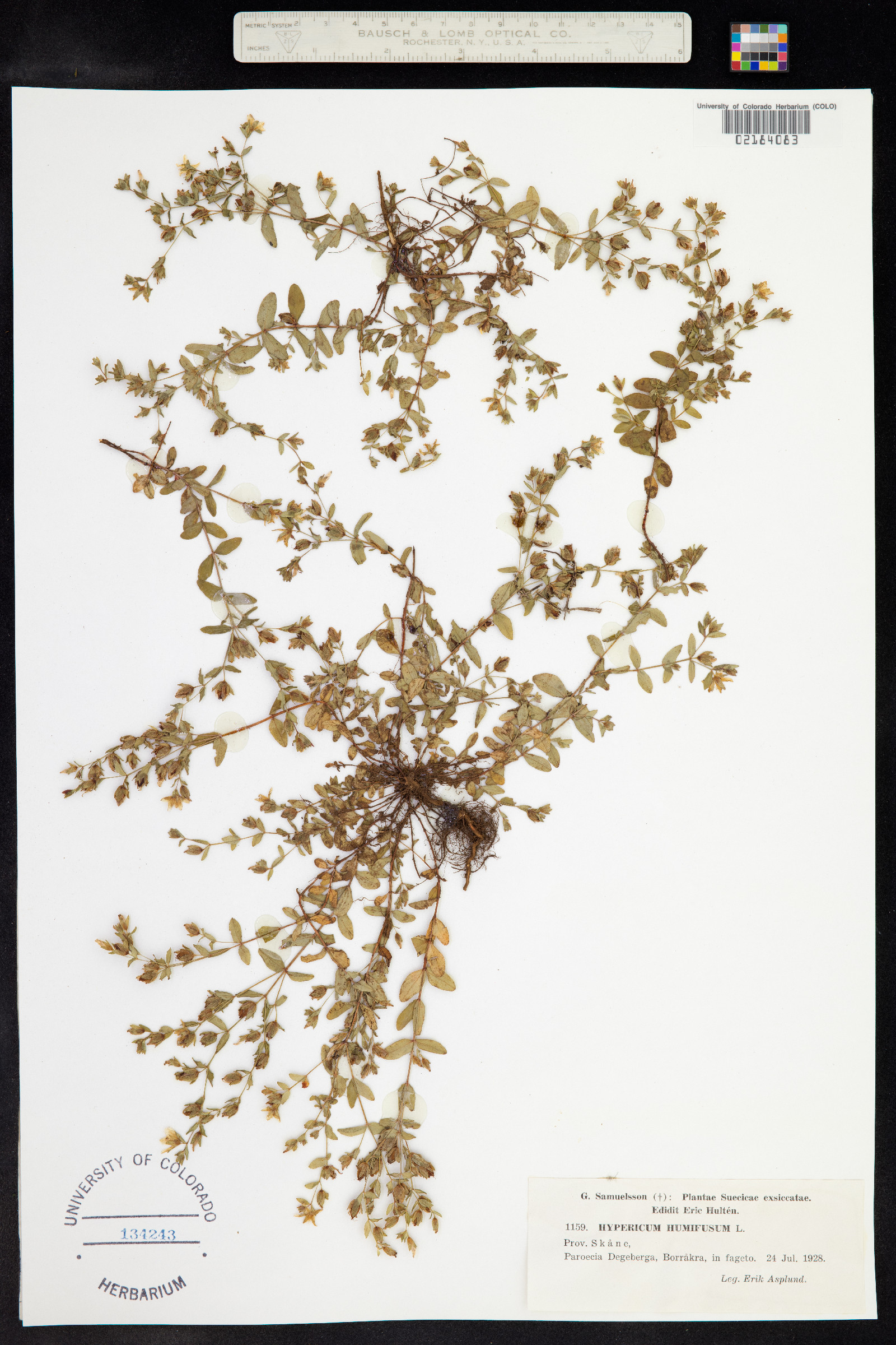 Hypericum humifusum image