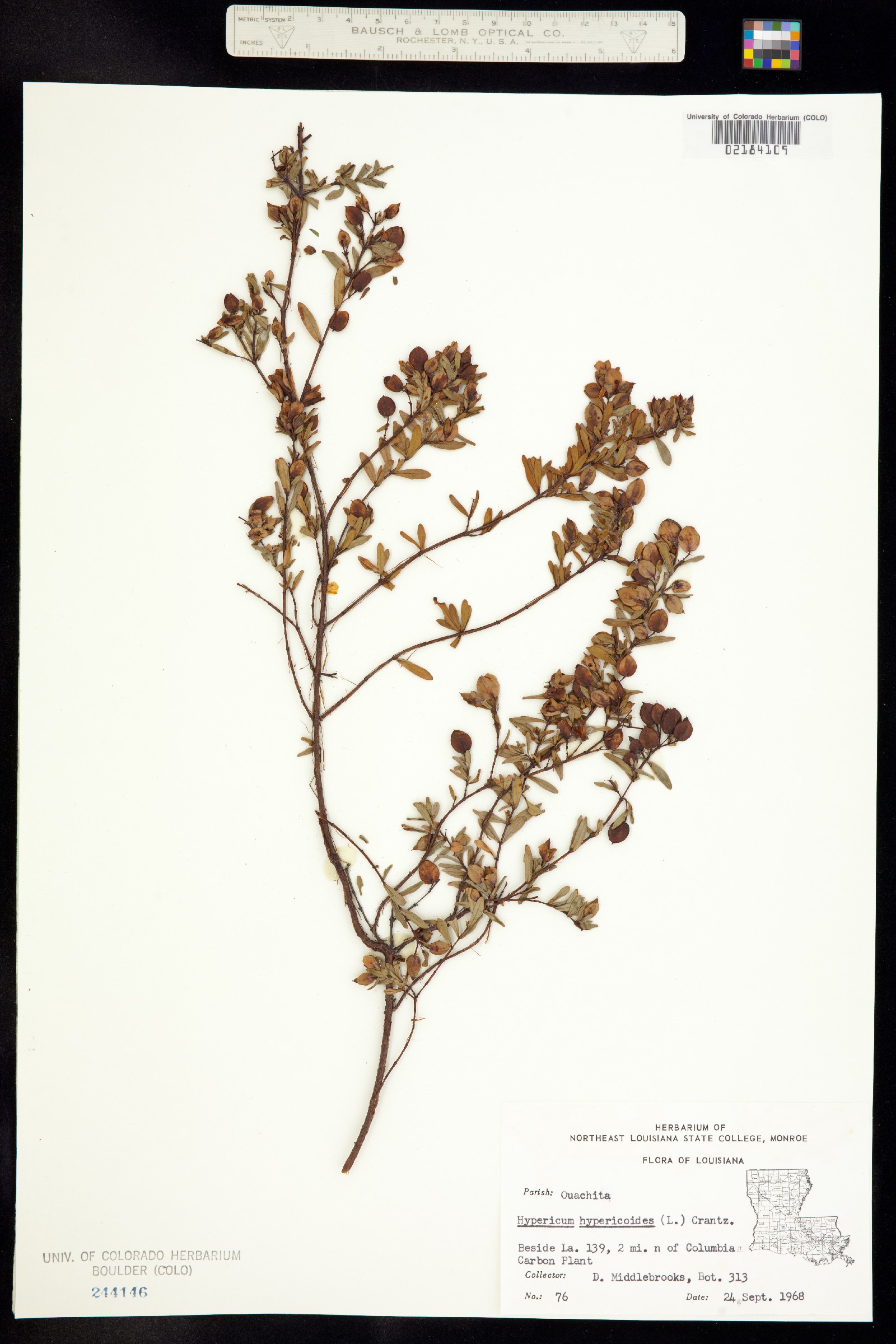 Hypericum hypericoides image