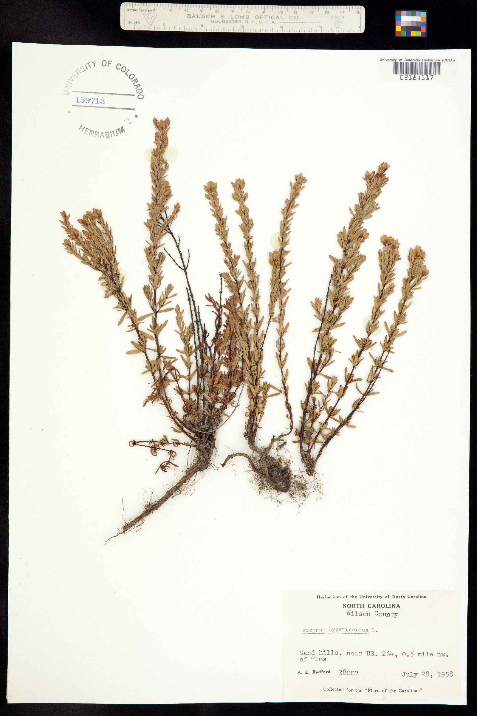 Hypericum hypericoides image