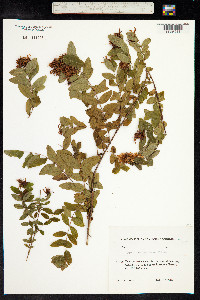Hypericum x inodorum image