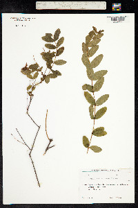 Hypericum x inodorum image