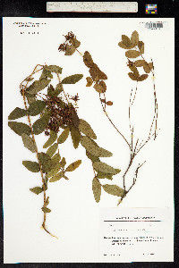 Hypericum x inodorum image