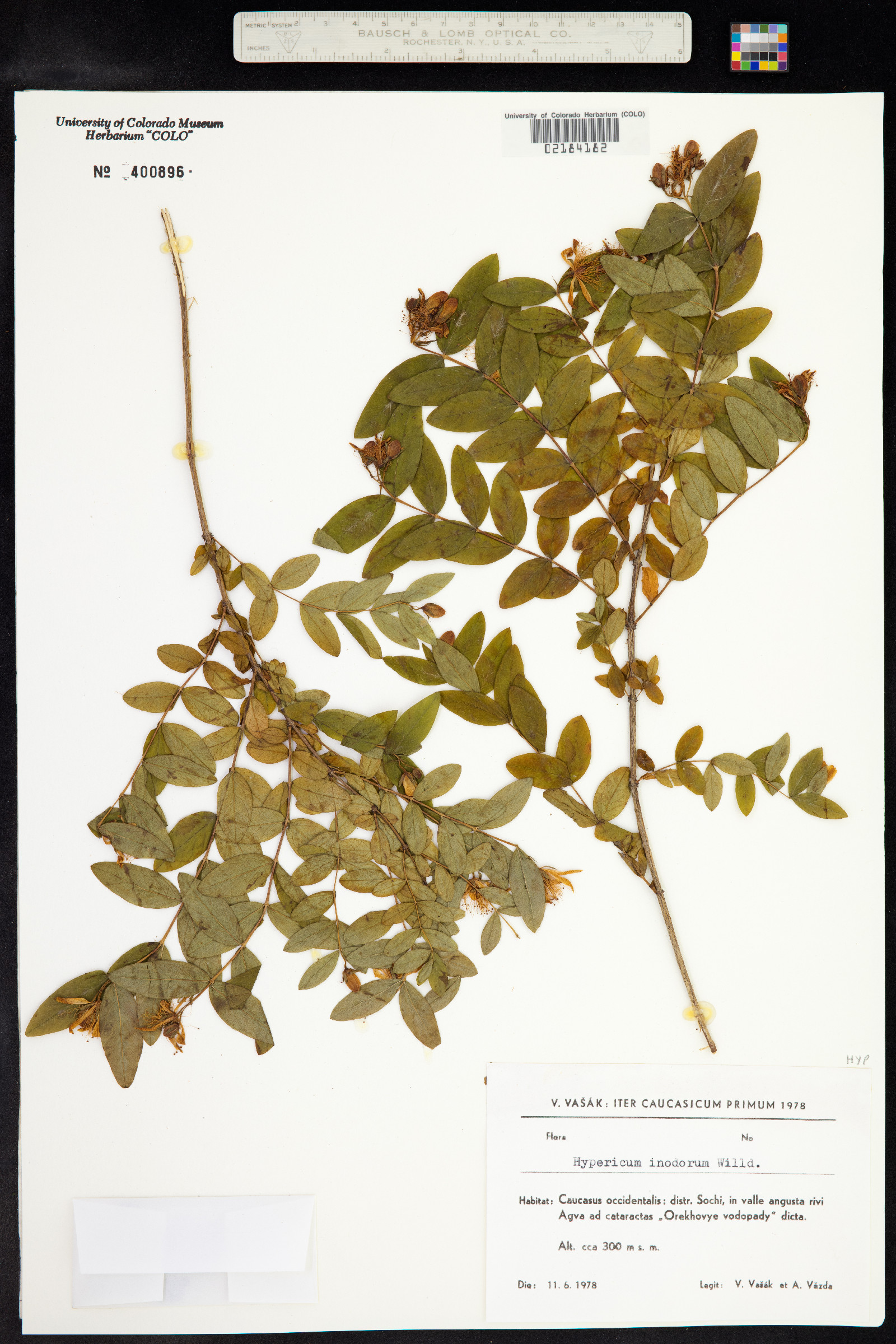 Hypericum x inodorum image