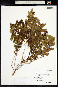 Hypericum x inodorum image