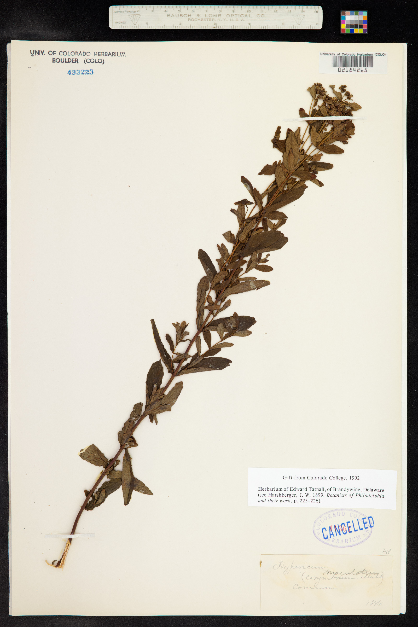Hypericum maculatum image