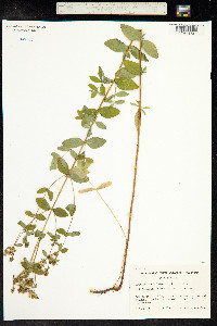 Image of Hypericum maculatum