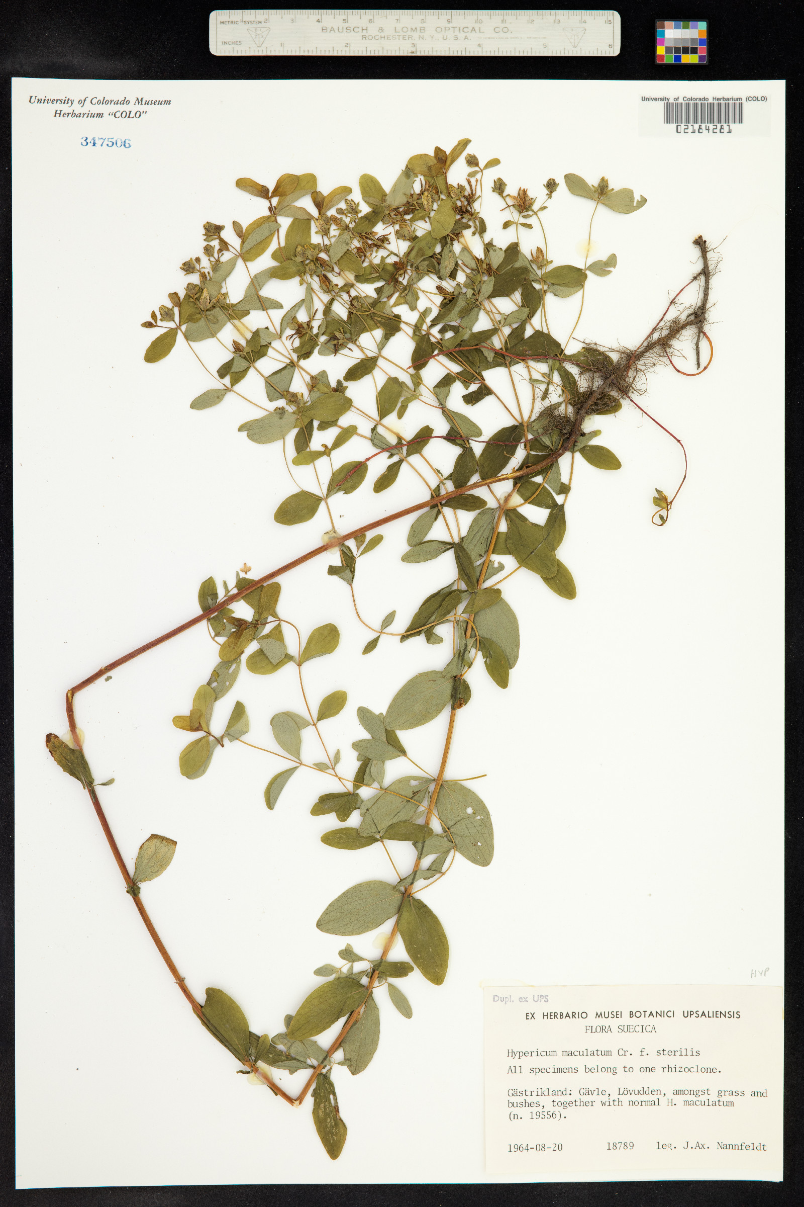 Hypericum maculatum image