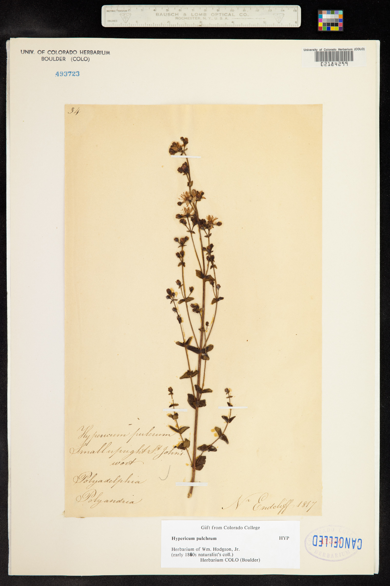 Hypericum pulchrum image