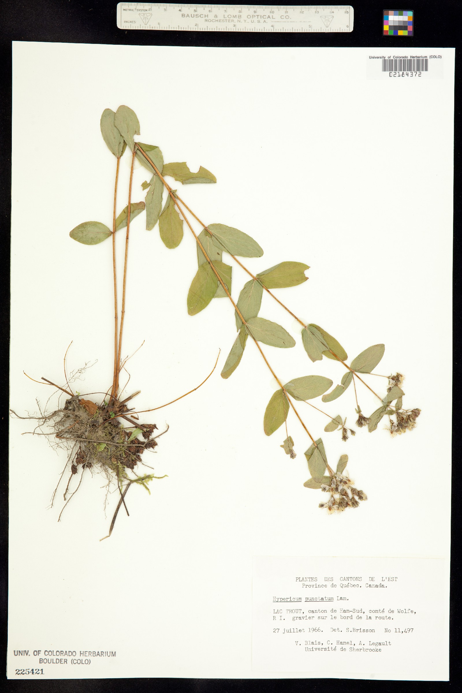 Hypericum punctatum image