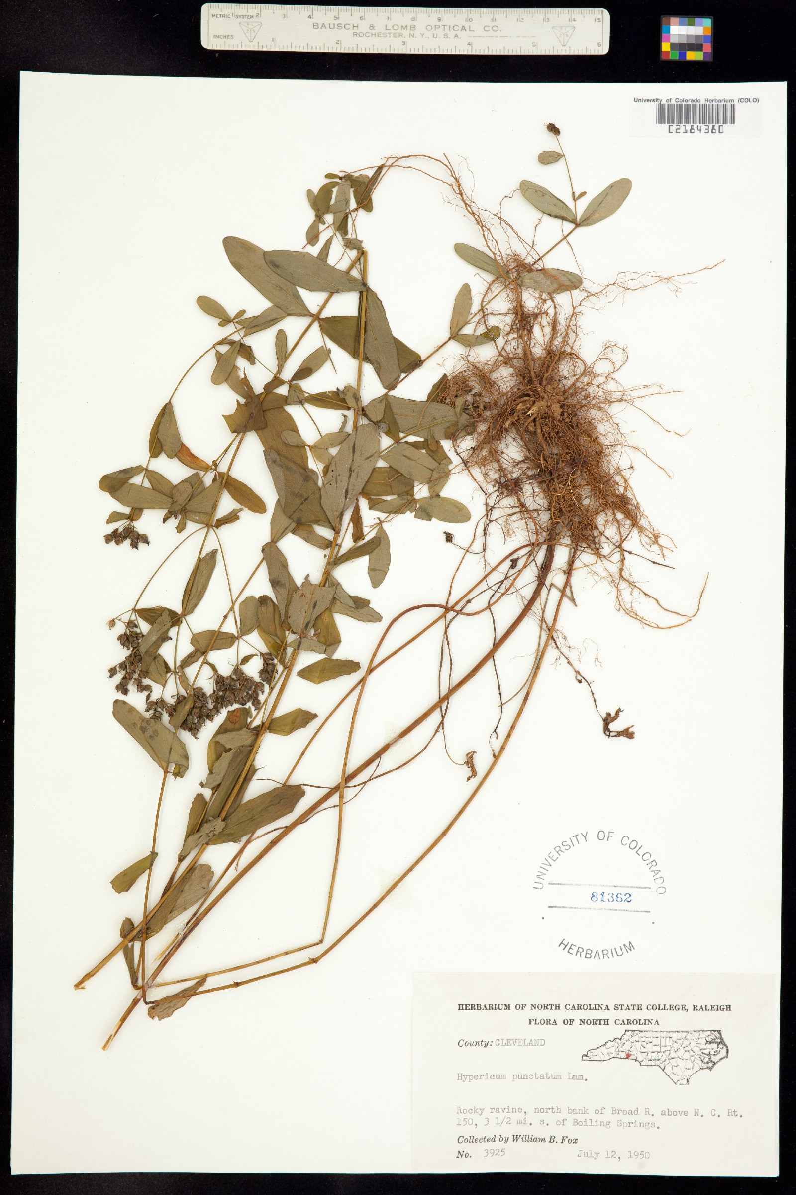 Hypericum punctatum image