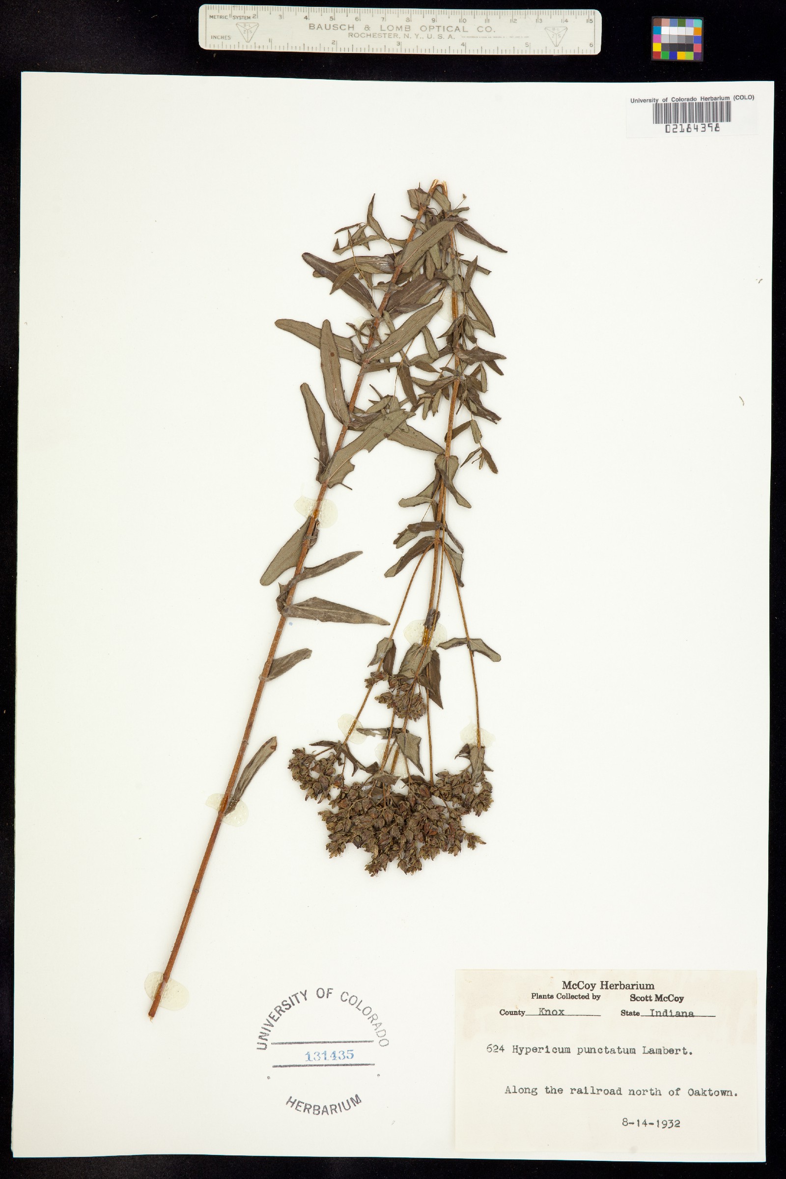 Hypericum punctatum image