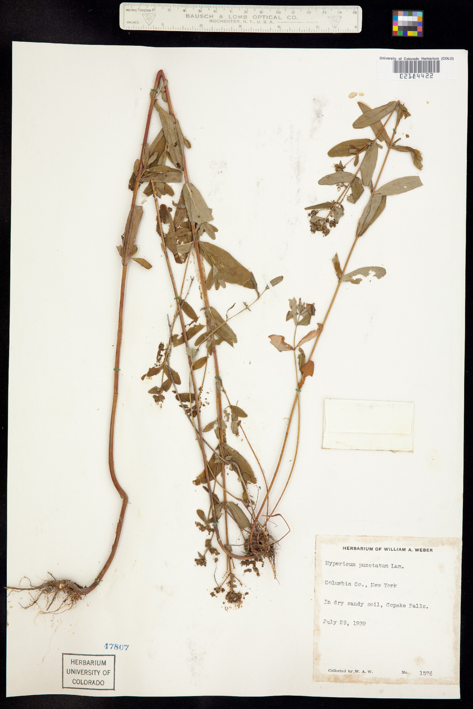 Hypericum punctatum image