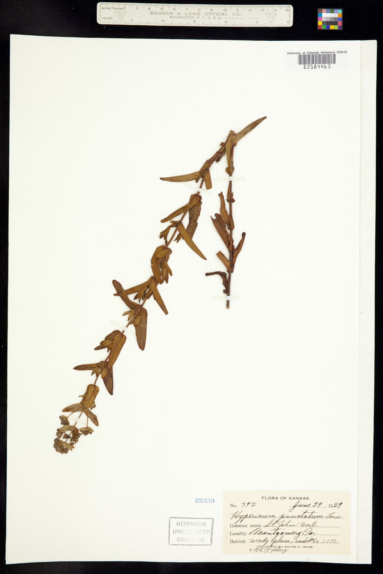 Hypericum punctatum image