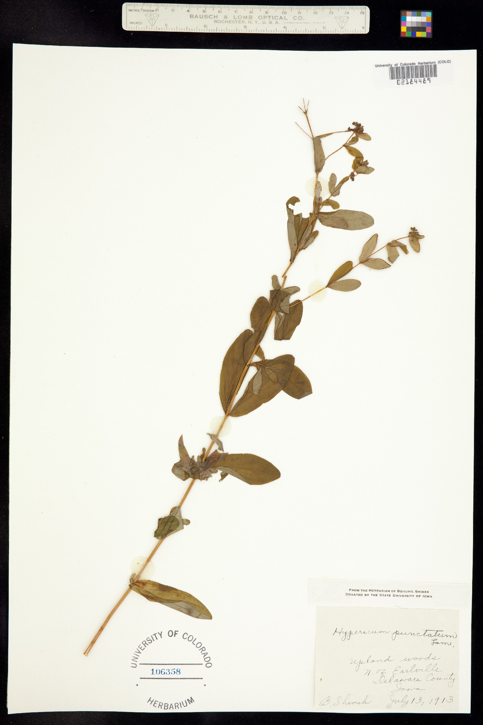 Hypericum punctatum image