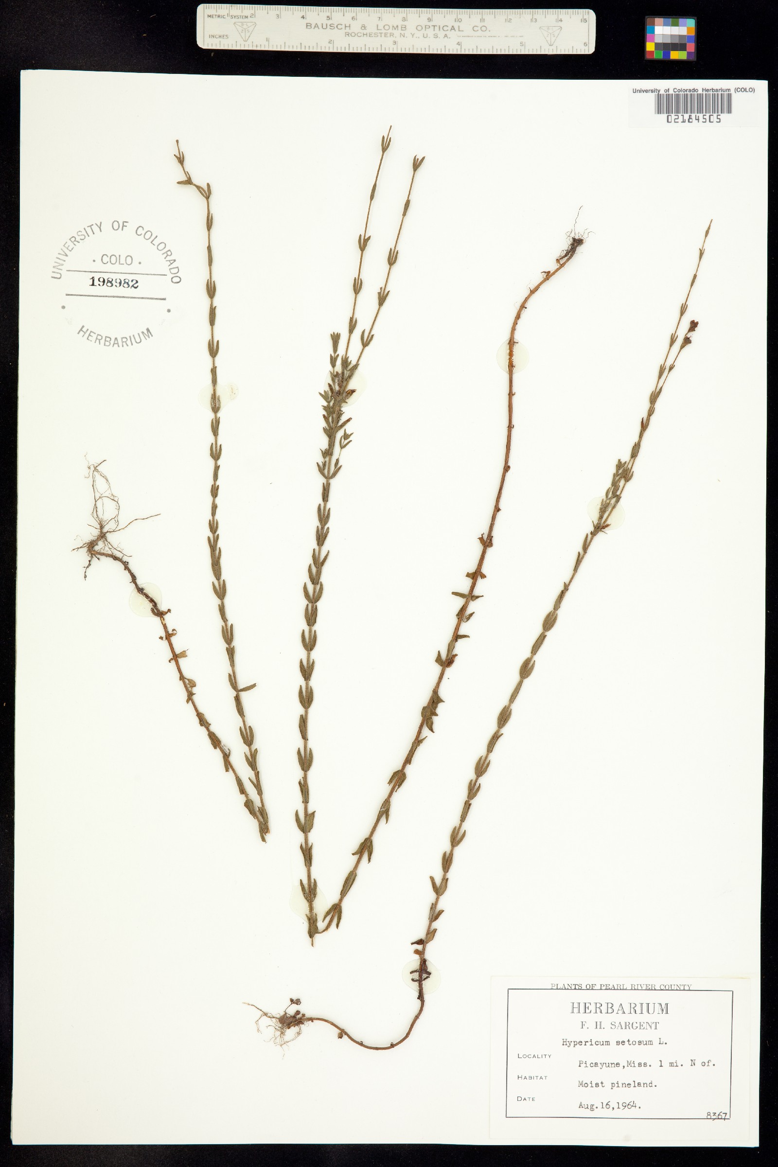 Hypericum setosum image
