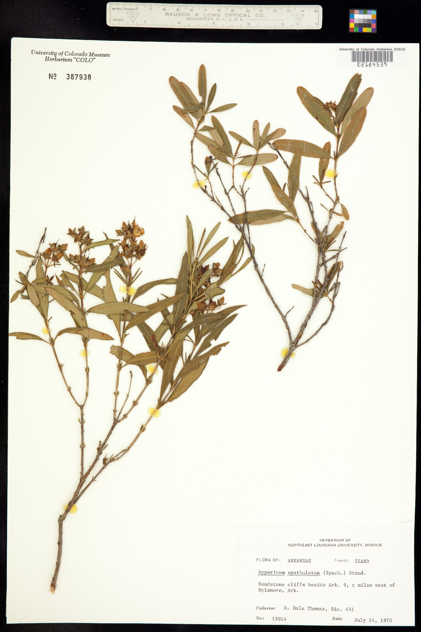 Hypericum prolificum image