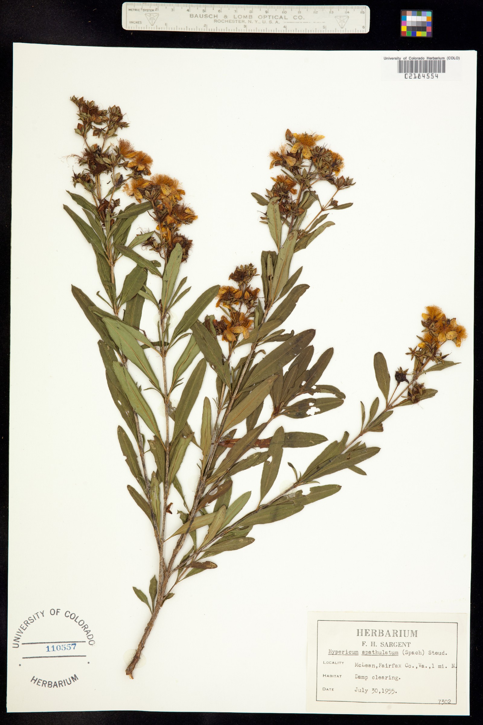 Hypericum prolificum image