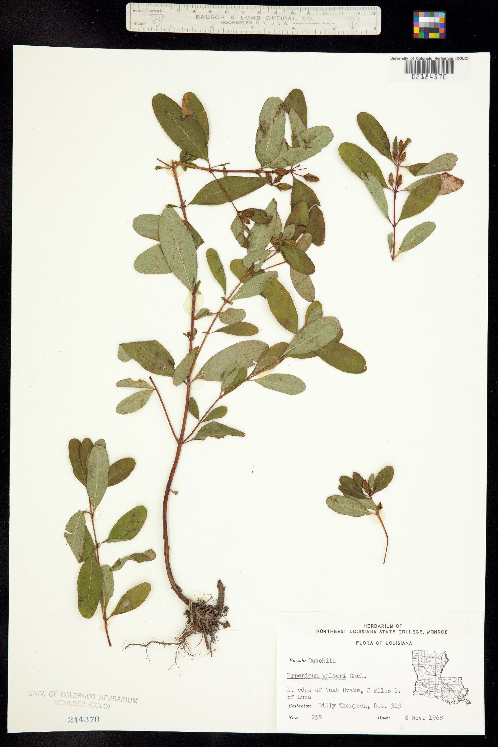 Triadenum tubulosum image