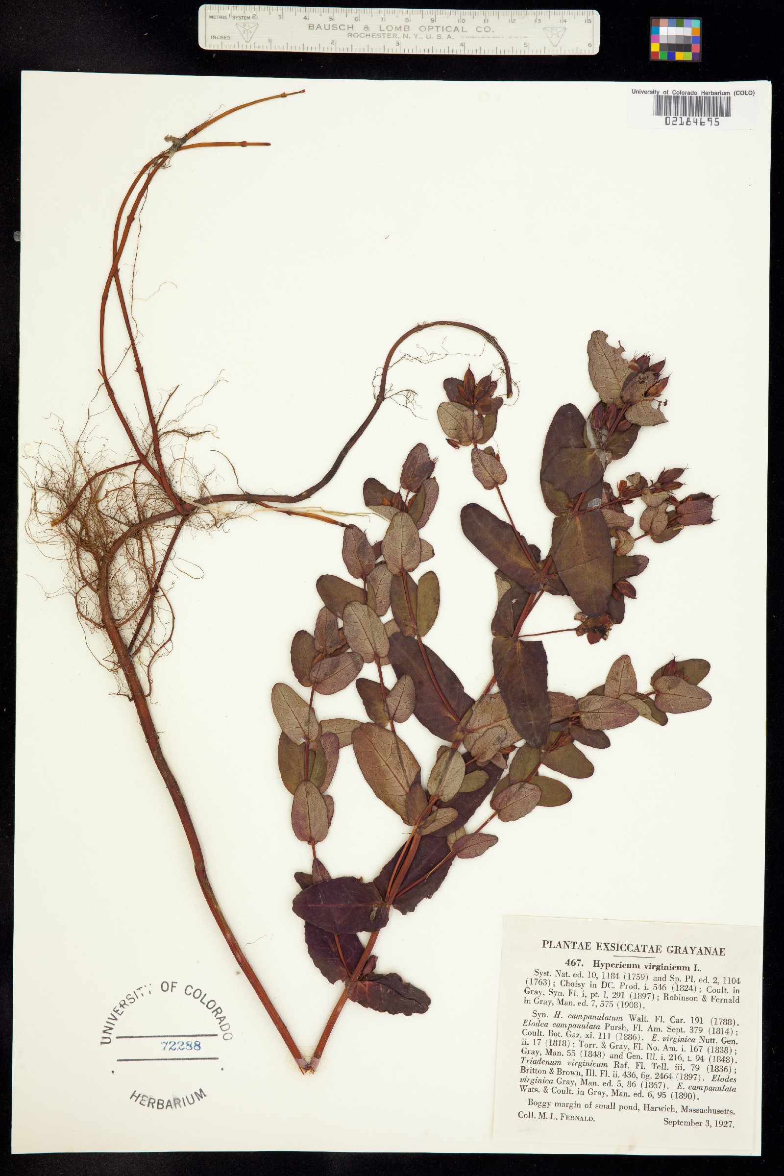 Hypericum denticulatum ssp. acutifolium image