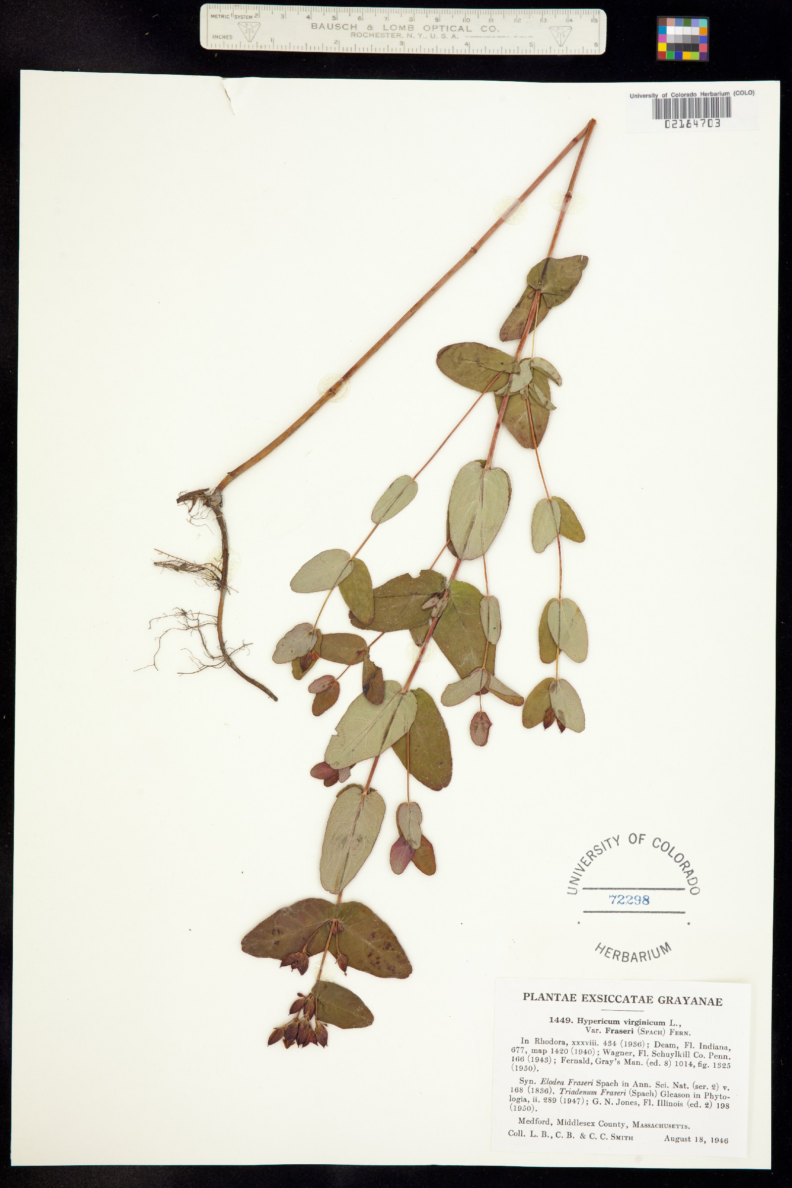 Hypericum denticulatum image