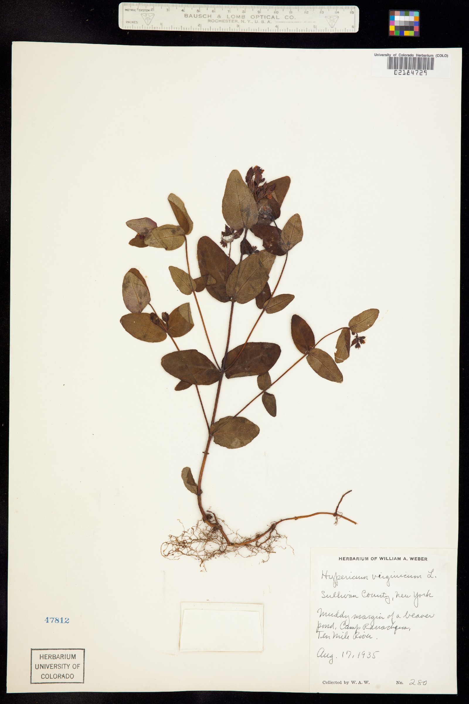 Hypericum denticulatum image