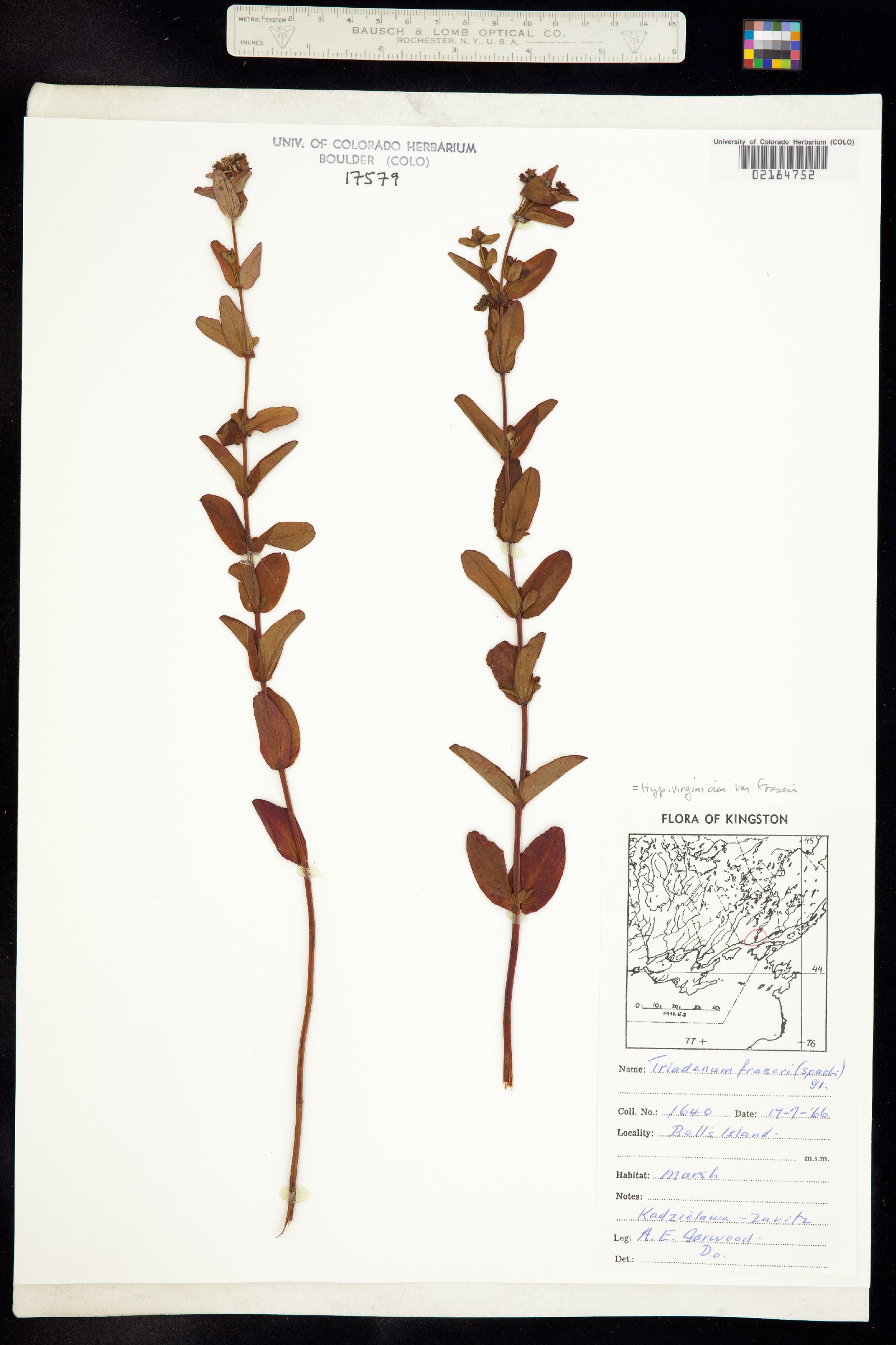 Hypericum denticulatum image